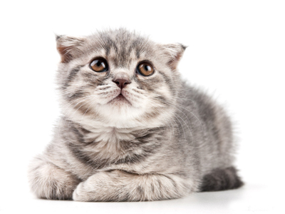 1481526457899512.jpg 猫咪.jpg
