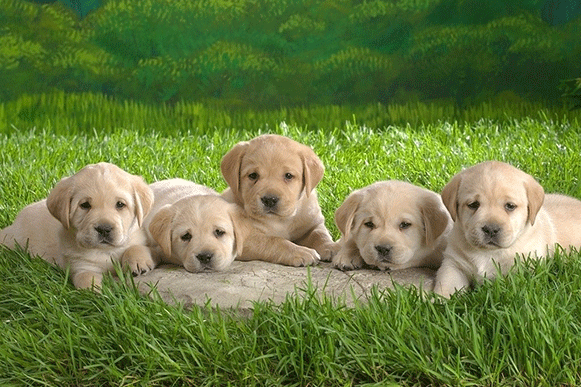 1518247980401820.gif XSDFTGHJ12458.gif